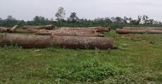 Largescale timber felling invites concern in Pasighat  