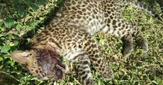 Leopard cub found dead in Namrup
