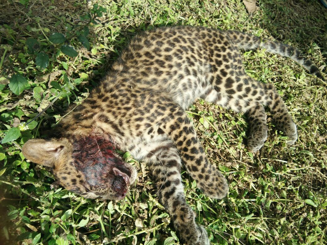Leopard cub found dead in Namrup
