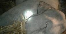Wild tusker electrocuted to death