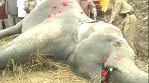  5 tuskers crushed to death by train