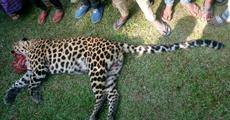 Leopard crushed to death in Margherita