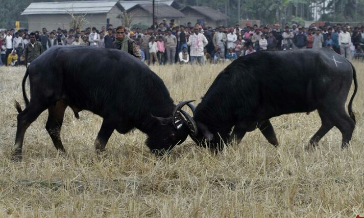 Aahotguri hosting buffalo fight