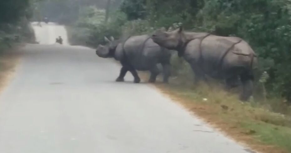 Rhino moving in human habitate