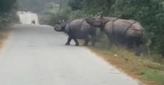 Rhino strikes terror: 1 killed in Majuli