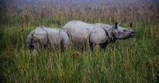 Rhino poacher dead in Pobitora 