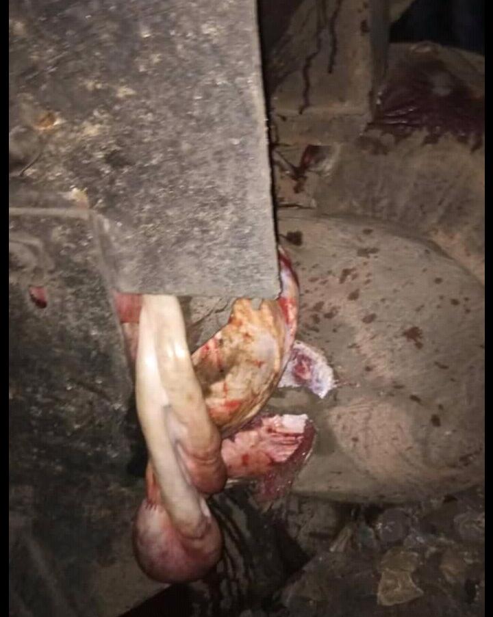 Jumbos crushed to death by train