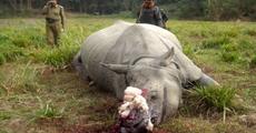 Rhino poachers strike again 