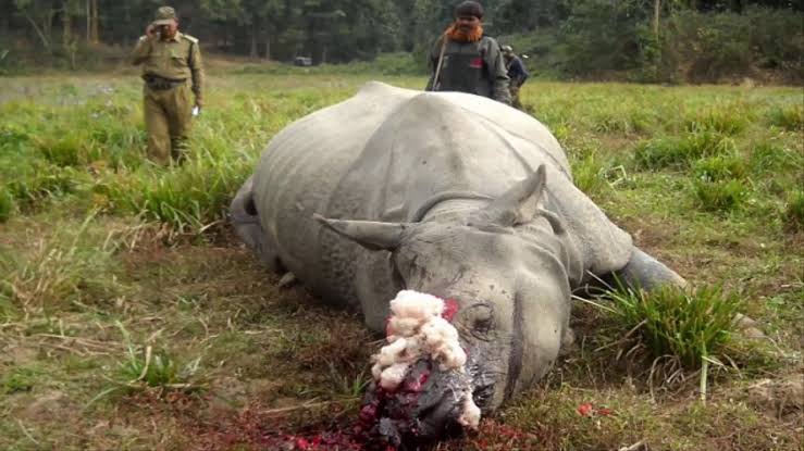 Rhino poachers strike again 