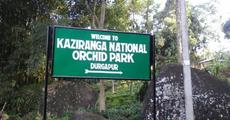 Raid at Orchid park in Kaziranga