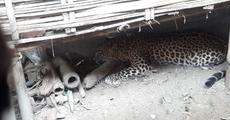 Roaring leopard in Bokakhat hospital