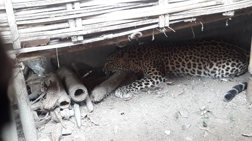 Roaring leopard in Bokakhat hospital