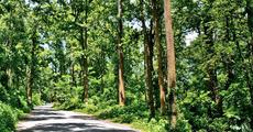 Living through forests