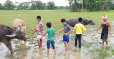 Share the joy of Goru Bihu