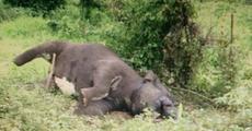 Wild elephant found dead