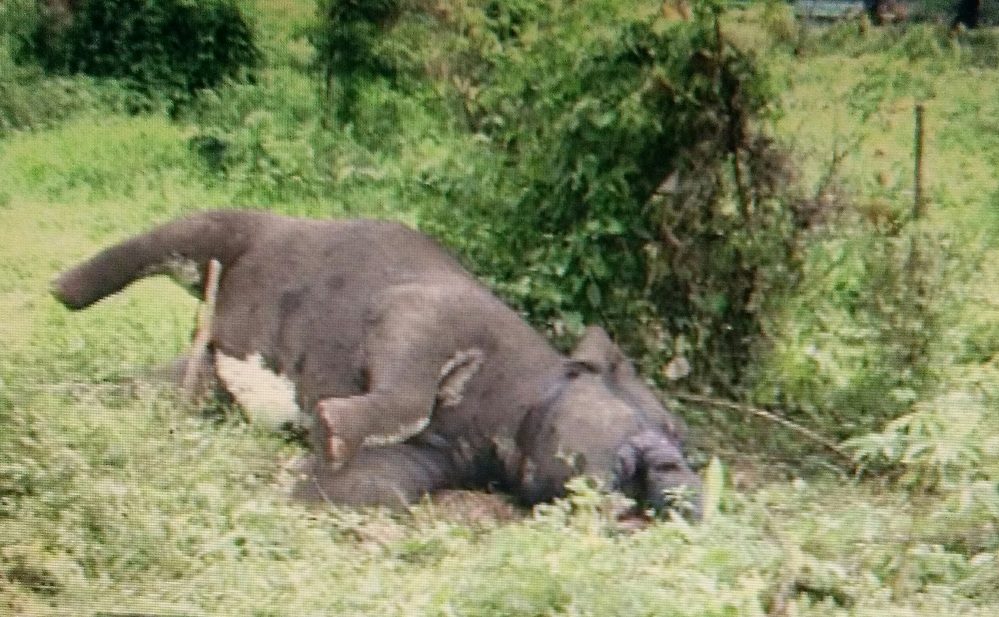Wild elephant found dead