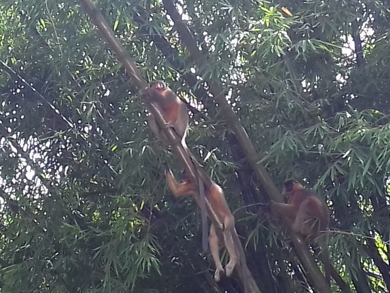 Monkey 'terror' in Shabajpur