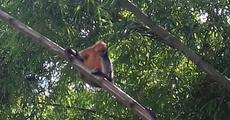 Monkey 'terror' in Shabajpur