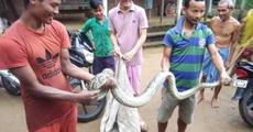 Python rescued at Sesapani Nwlwbari in Kokrajhar