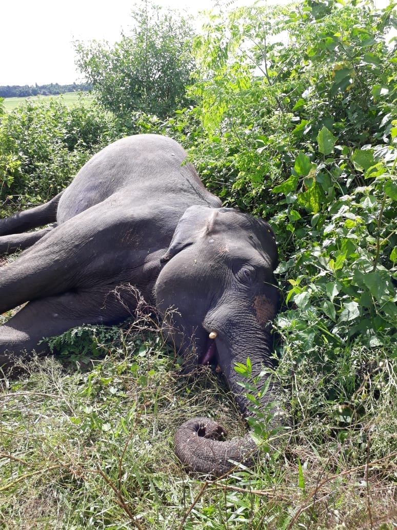Two Wild tusker killed by lightning 