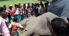 Two Wild tusker killed by lightning 