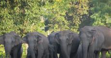 Wild jumbo kills two in Udalguri 