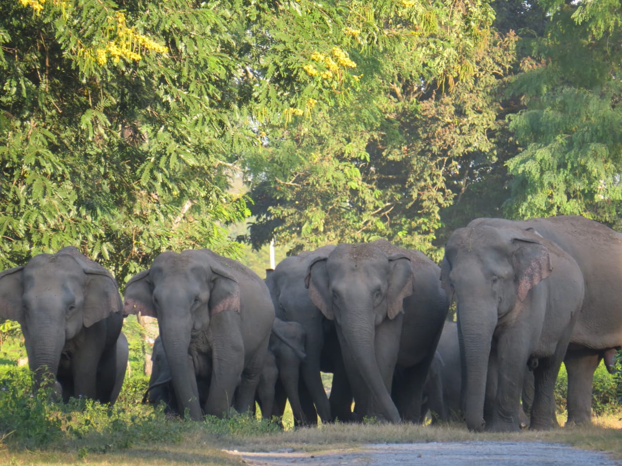 Wild jumbo kills two in Udalguri 