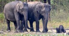 Deopahar notified as reserve forest