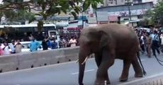 Wild jumbo pulled huge crowd in Guwahati road