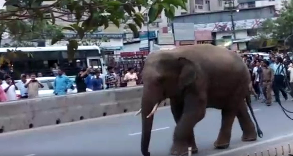 Wild jumbo pulled huge crowd in Guwahati road