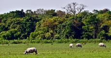 Kaziranga to remain closed for tourists from May 16