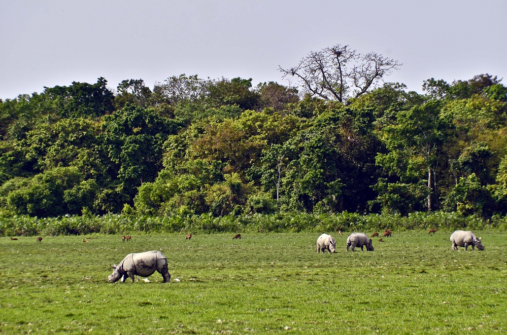 Kaziranga to remain closed for tourists from May 16