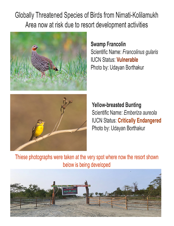 Upcoming resort threaten threatened bird species