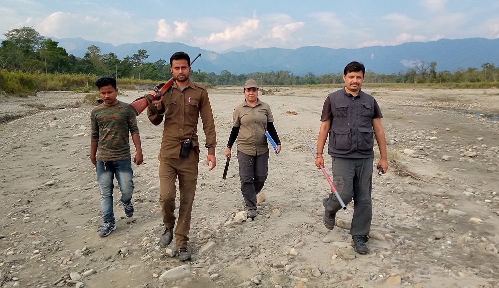 Tigers population increases in the Manas Tiger Reserve