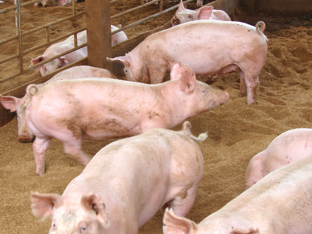 Pig farming crisis in Assam