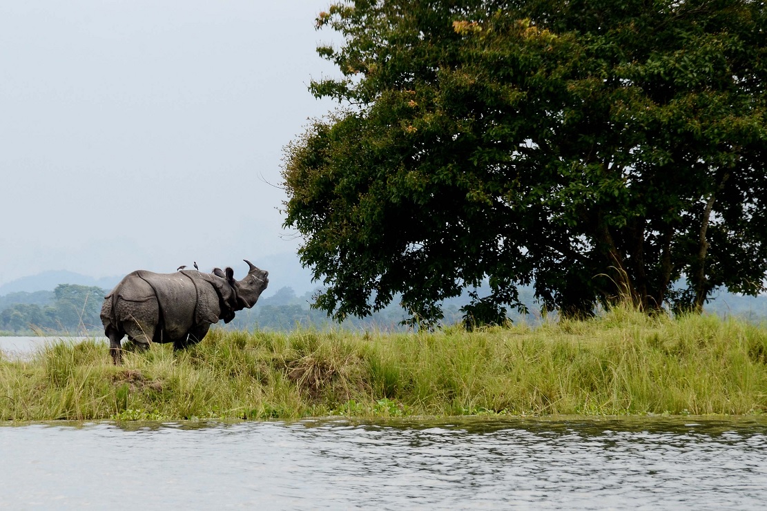 Record Footfall and Revenue collection in Kaziranga National Park 