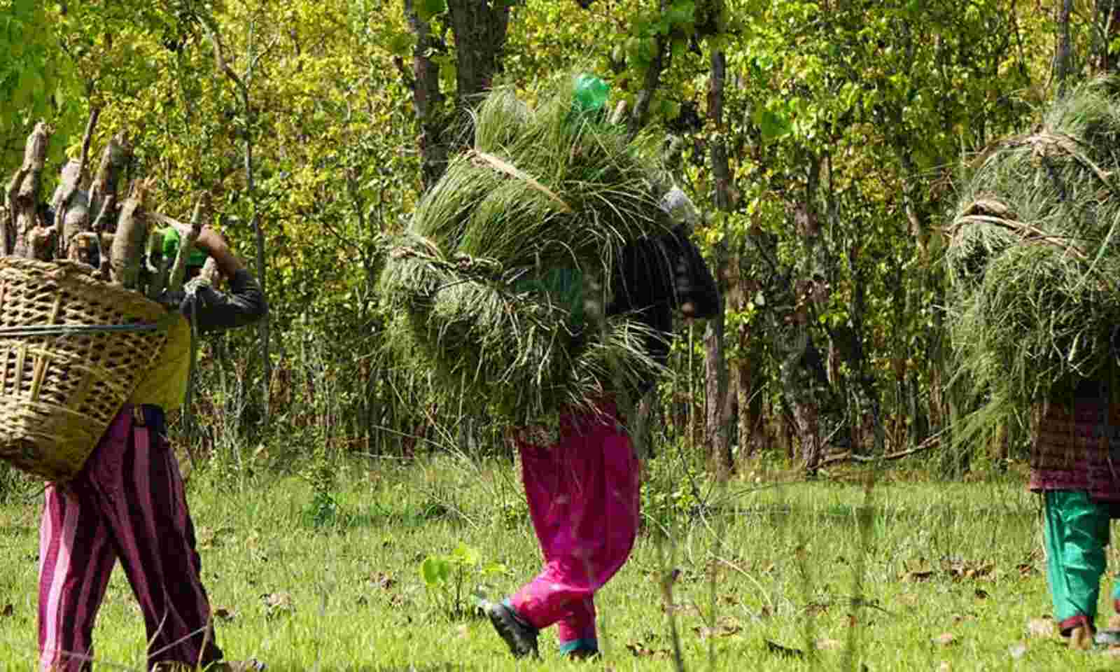 নতুন বন নীতিলৈ পিঠি মোদী চৰকাৰৰ