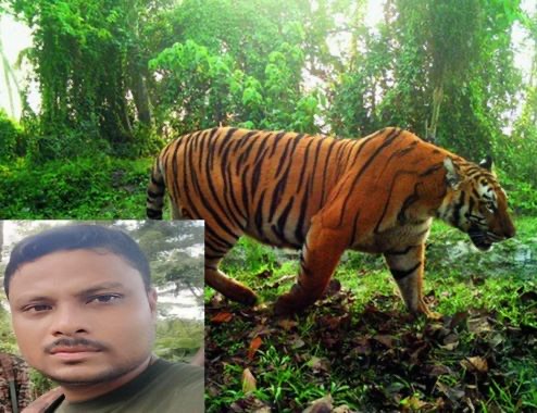 Forest Guard Fatally Attacked by Tiger in Orang National Park