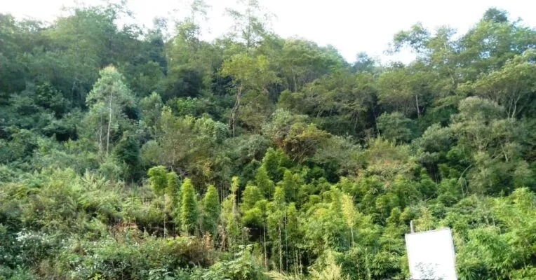 Save Geleki Forest: Locals Demand Action Against Encroachers