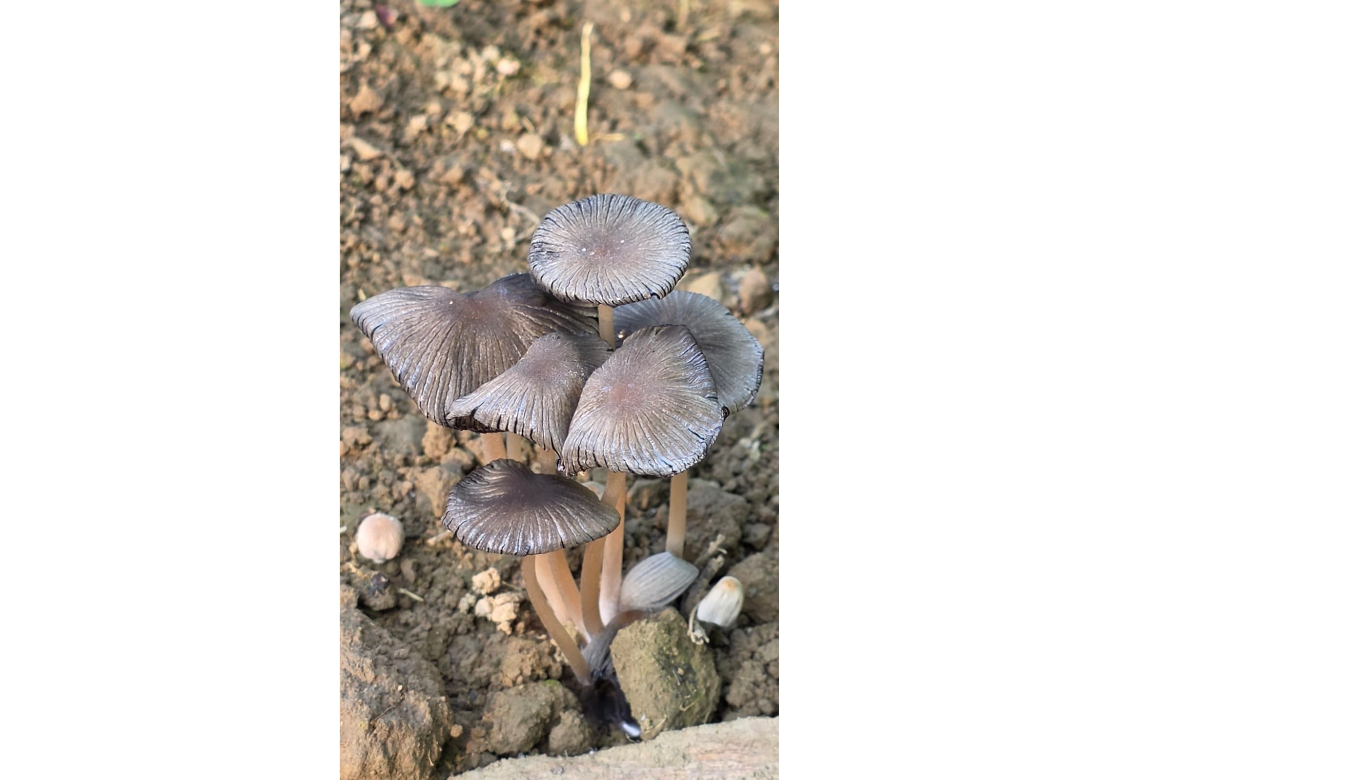 First Field Record of the Pleated Inkcap Mushroom (Parasola plicatilis) from Arunachal Pradesh