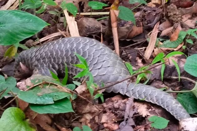 Rare Pangolin Rescued in Geleki, Released in Kamalabari Forest