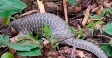 Rare Pangolin Rescued in Geleki, Released in Kamalabari Forest
