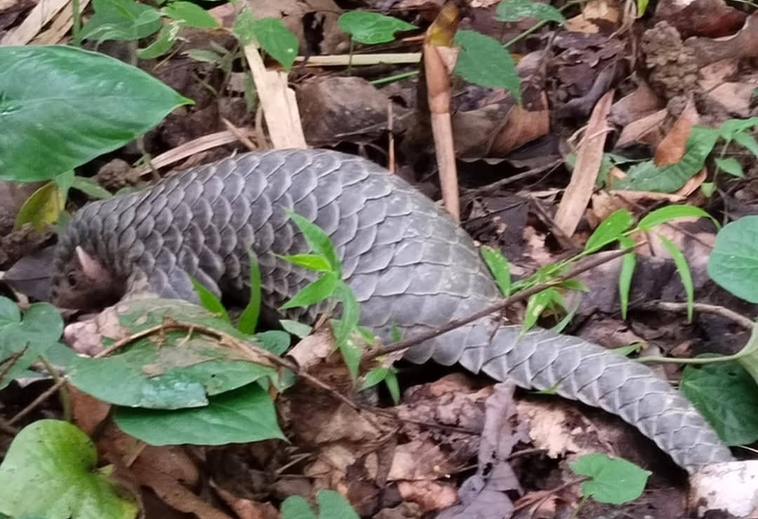 Rare Pangolin Rescued in Geleki, Released in Kamalabari Forest