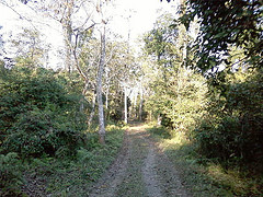 The Cattle camps-- a curse to Bura Chapori Wildlife Sanctuary.