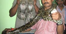 Leopard cub and python rescued