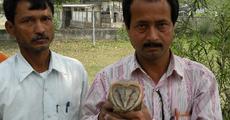 Barn owl rescued at Kalaigaon