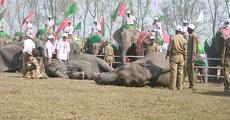 Can Kaziranga make into the New 7 Wonders of the world?
