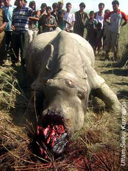 Two rhinos killed