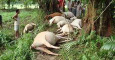 Lightning kills 16 cows  in one spot at Raha