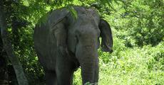 Increasing man elephant conflict in Udalguri district